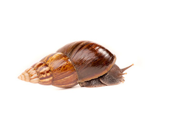 Snail (Amphidromus)