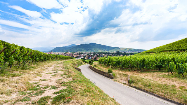 road to village between green vineyards in Alsace