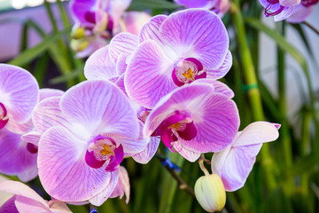 Obraz na płótnie Canvas Orchids
