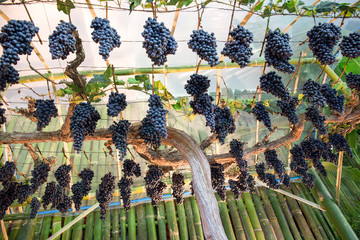 Bunch of grapes on a vine