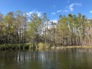 autumn cypress swamp landscape