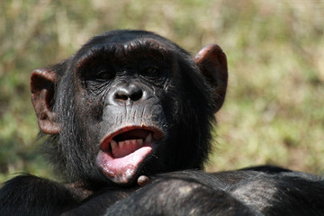 Common chimpanzee, Ol Pejeta Conservancy, Kenya