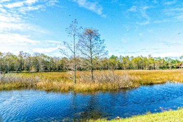 windy autumn day in the swamp