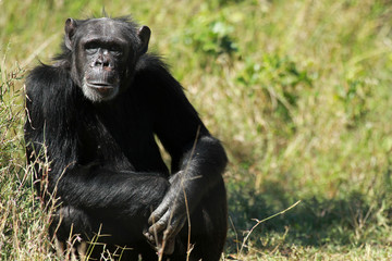 Common chimpanzee, Ol Pejeta Conservancy, Kenya - obrazy, fototapety, plakaty