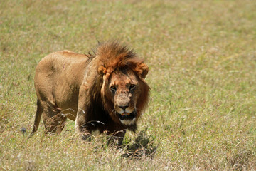 Naklejka premium Lion male, Mugie Sanctuary, Kenya