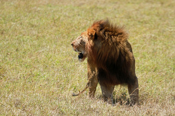 Obraz na płótnie Canvas Lion male, Mugie Sanctuary, Kenya