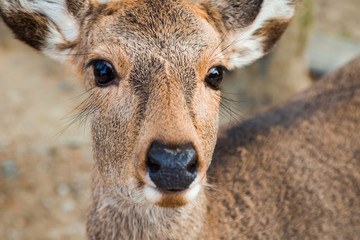 Sika Deer
