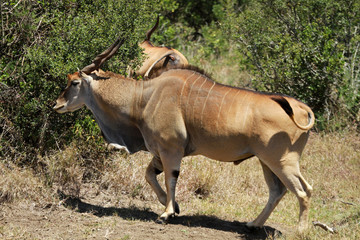 Eland, Mugie Wildlife Sanctuary, Kenya