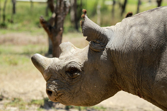 Black rhinoceros, Mugie Sanctuary, Kenya