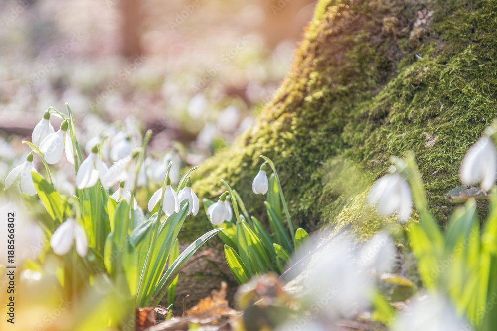 Wall mural tender snowdrops in the spring forest on a sunny day. beautiful spring background with copy space. p