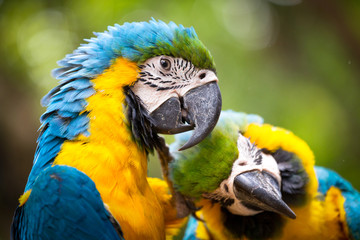 Blue & Gold Macaw concept love