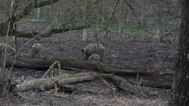 Kleine Wildschweine