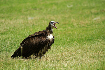 Hooded vulture, Mount Kenya area, Kenya