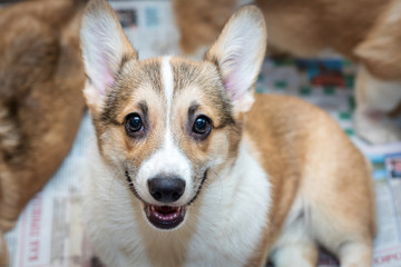 face red and white purebred puppy closeup