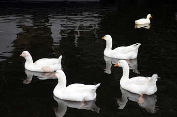 five white ducks swimming in a river in calm black water with reflections