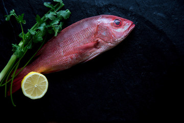 Raw whole fresh Red Snapper displayed on a black background with ice and copy space
