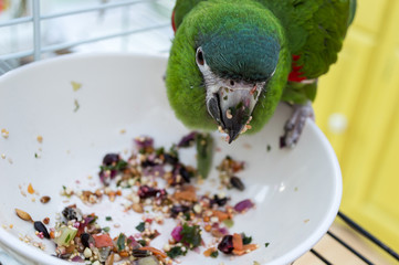 Green parrot eating healthy fresh food from a bowl. The wet food sticking to its beak. Hahns macaw (diopsittaca nobilis) also know as mini or red-shouldered macaw.