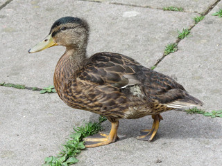 Close up of young male mallard duck walking. Plumage of the juvenile is similar to adult females. The bill of this young male has a green tinge, females would have an orange tinge.
