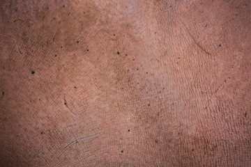 Fototapeta premium skin of the hippopotamus in the background