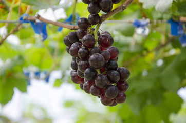 Grapes in the vineyard