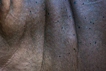 skin of the hippopotamus in the background