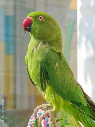 Indian Ringneck Parakeet Green Parrot With Red Beak They