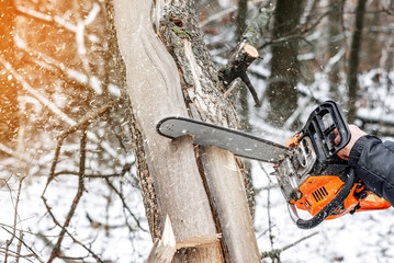 Manual chainsaw. Man hands, saws a tree in the woods in winter at sunset