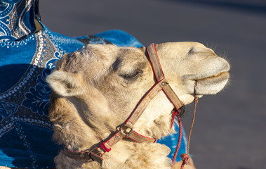 Close-up head of a camel, Arabian Camel Head 