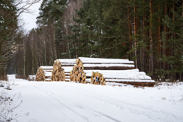 Piles of logs in a snowy winter forest