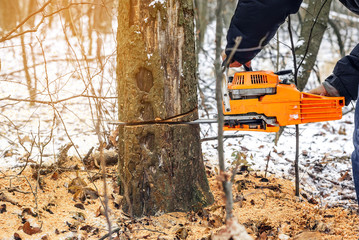 Manual chainsaw. Man hands, saws a tree in the woods in winter at sunset