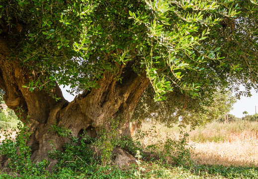Secular Olive Tree with large an d textured trunk in a field of olive trees in Italy, Marche