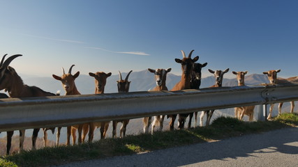 Capre che osservano incuriosite