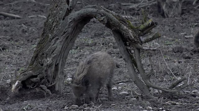 Frischlinge unter Baumstamm