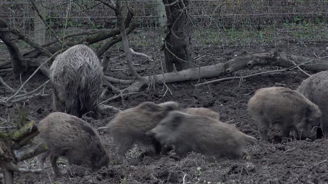 Wildschweinrudel mit k&auml;mpfenden Frischlingen
