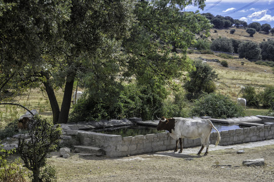 LAVADEROS Y VACA