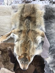 шкура волка