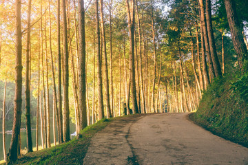 Forest with road  sunlight and shadows in sunrise