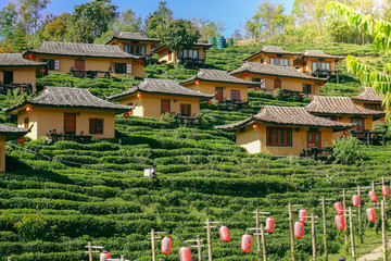 Naklejka premium Tea plantation Baan Rak Thai in Thailand