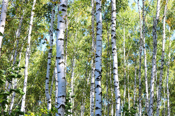 Birch trees with green leaves and white trunks in summer in birch grove