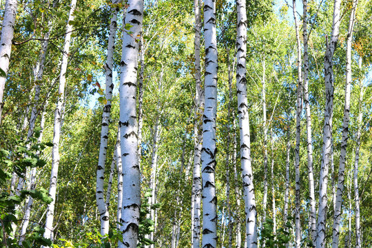 Fototapeta Birch trees with green leaves and white trunks in summer in birch grove