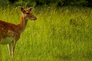 Long shot of a single deer standing alone in an open meadow