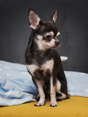 cute chihuahua dog