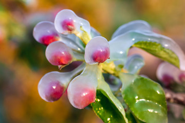 Layer of protective ice covering fruit trees © abasler