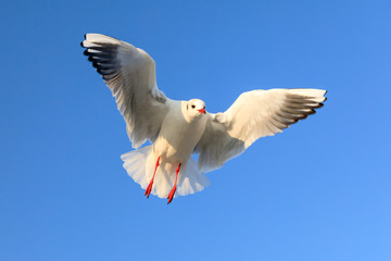 closeup of a flying seagull (laridae)