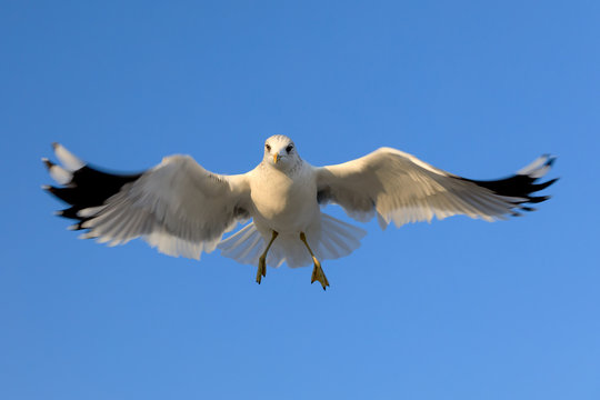 closeup of a flying seagull (laridae)