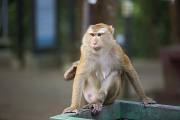 Monkeys of Monkey Hill Thailand 2 