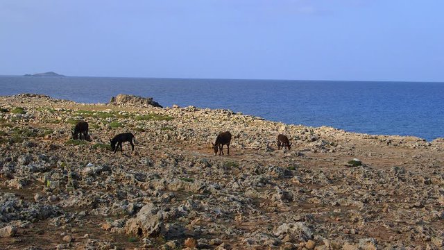 Wild Donkeys Grassing On Rocks; Tip Of Cyprus; Karpas Peninsula, Cyprus