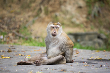Monkeys of Monkey Hill Thailand 2 