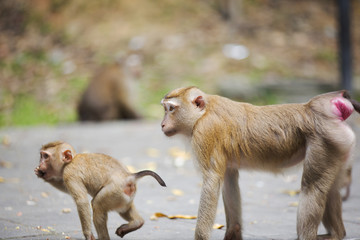 Monkeys of Monkey Hill Thailand 2 