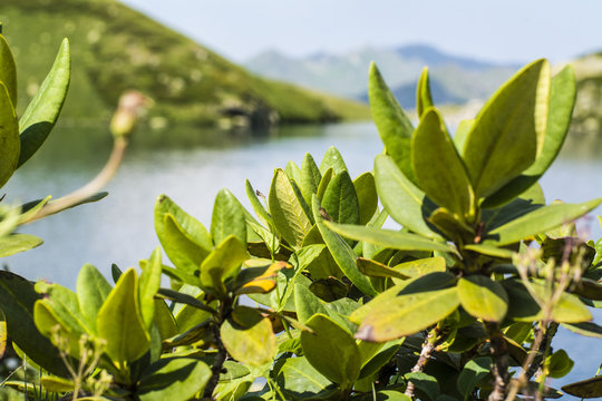 Caucasus. Young plants on the shore of a mountain lake.